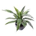 Asplenium Artificiel *15