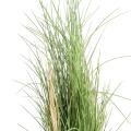Herbe Artificielle Honey Grass
