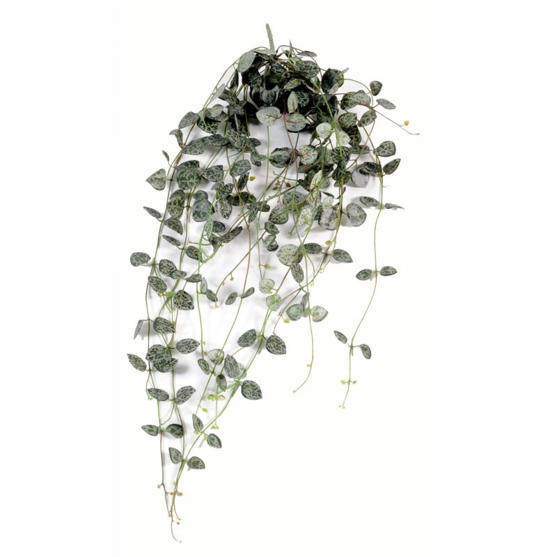 Ceropegia Artificiel (chaine Des Cœurs)