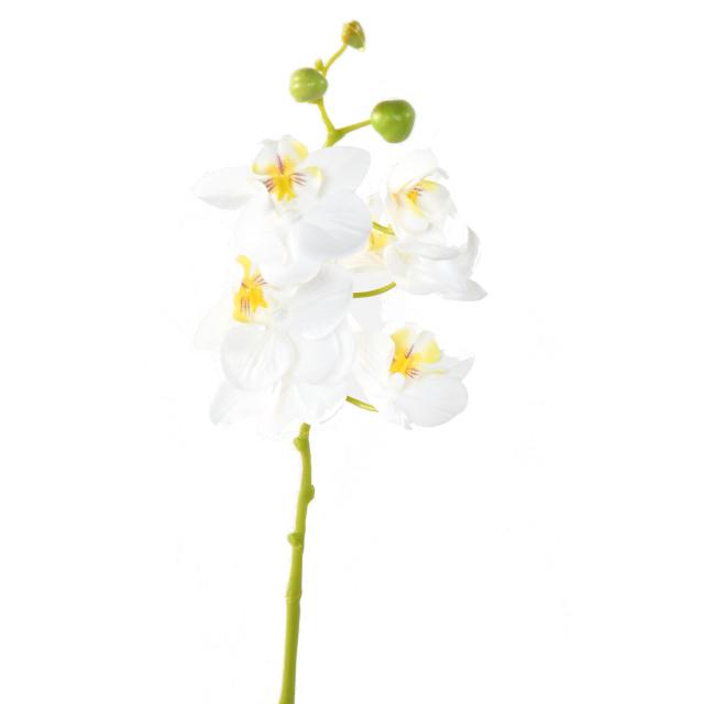 Phalaenopsis Artificielle