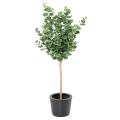 Eucalyptus Artificiel Gunnii Tige