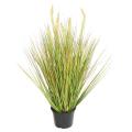 Onion Artificiel Grass Graine