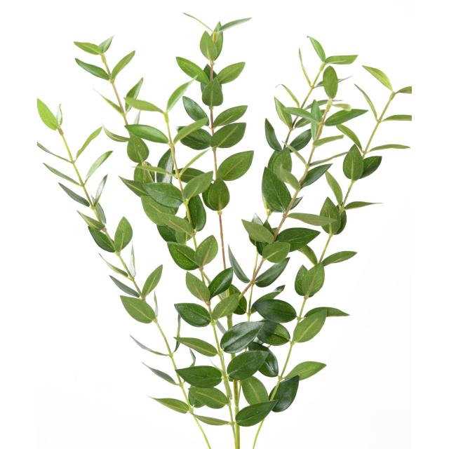 Eucalyptus Artificiel *144