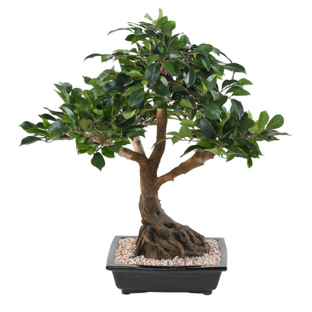 Bonsai Ficus Artificiel en Coupe