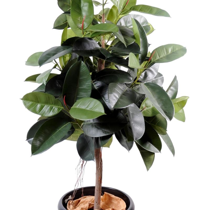 Ficus Artificiel Elastica (rubber Plant Tree)