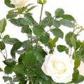 Rosier Artificiel Royal