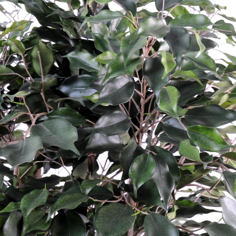 Ficus Artificiel Exotica Buisson