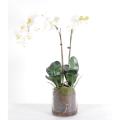 Phalaenopsis Artificielle Vase Rond
