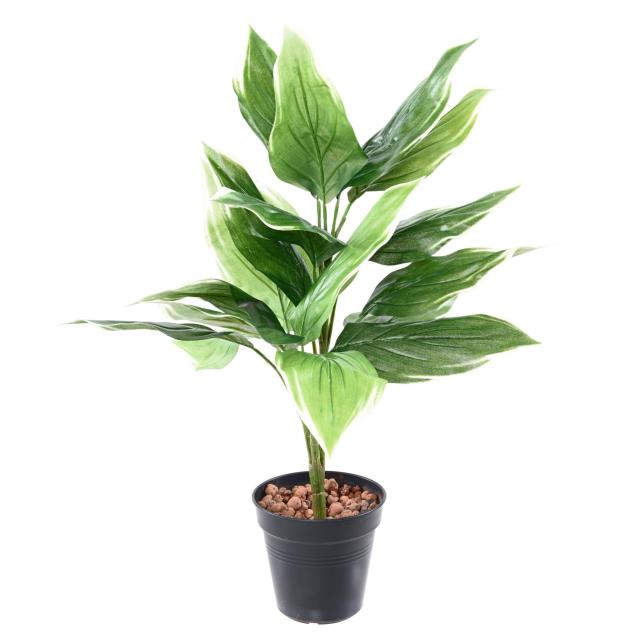 Hosta Artificiel