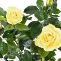 Rosier Artificiel Royal