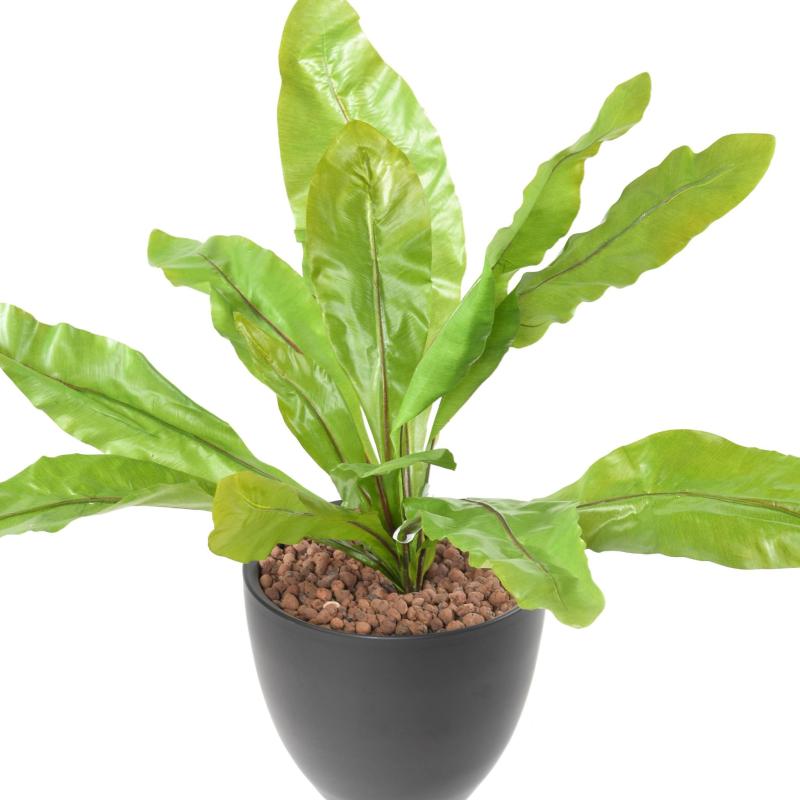 Asplenium L Artificiel
