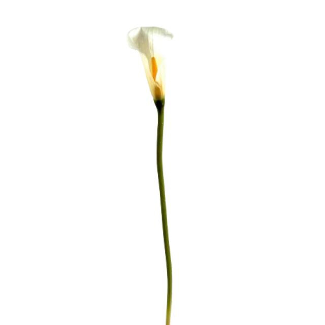 Calla Artificielle Lily