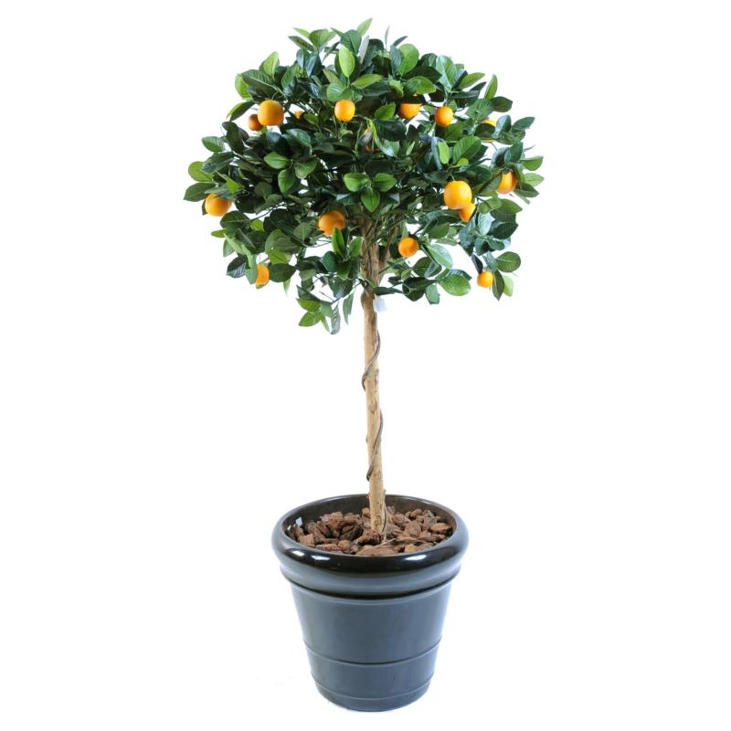 Oranger Artificiel Tete