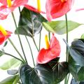 Anthurium Artificiel *7