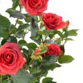 Rosier Artificiel Royal