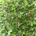 Hetre Artificiel Grandifolia Haie 145