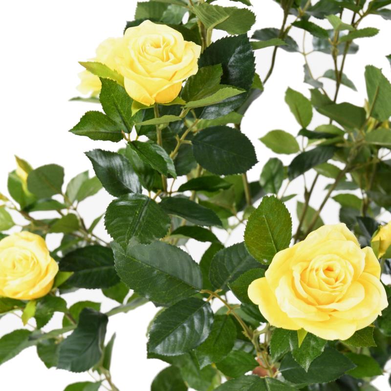 Rosier Artificiel Royal
