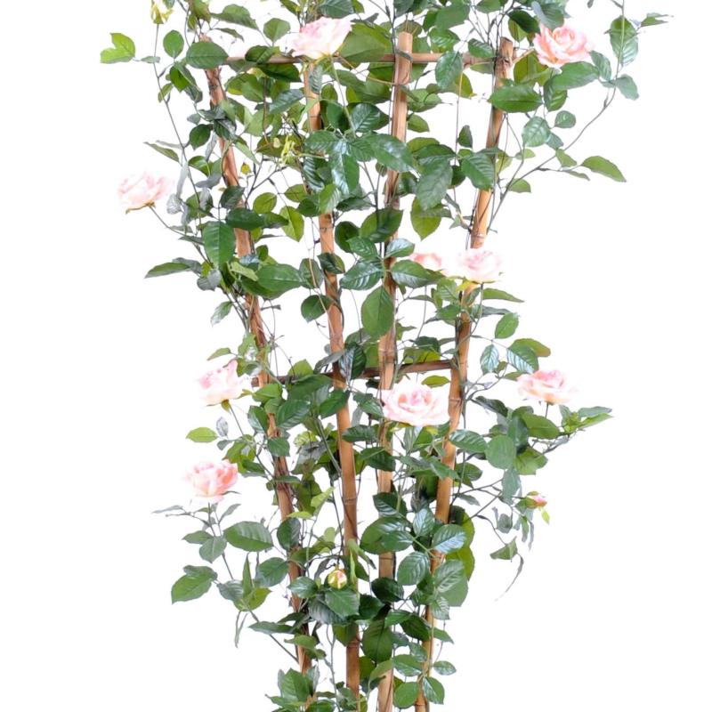 Rosier Artificiel Royal Palissade