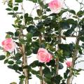 Rosier Artificiel Royal Palissade