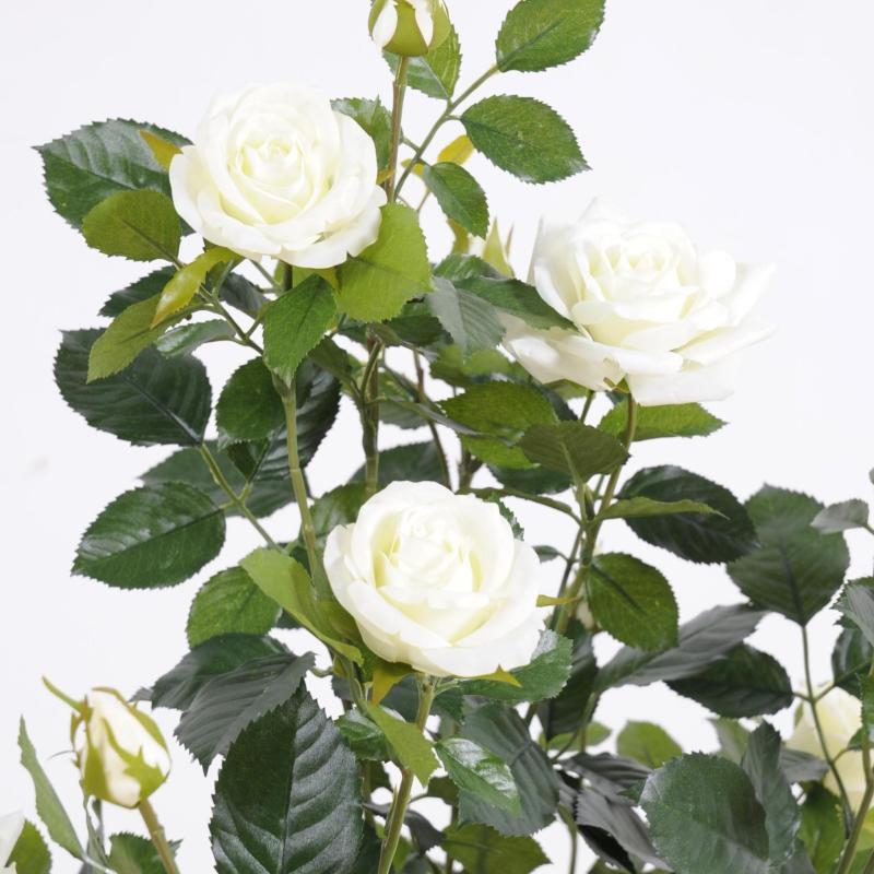 Rosier Artificiel Royal