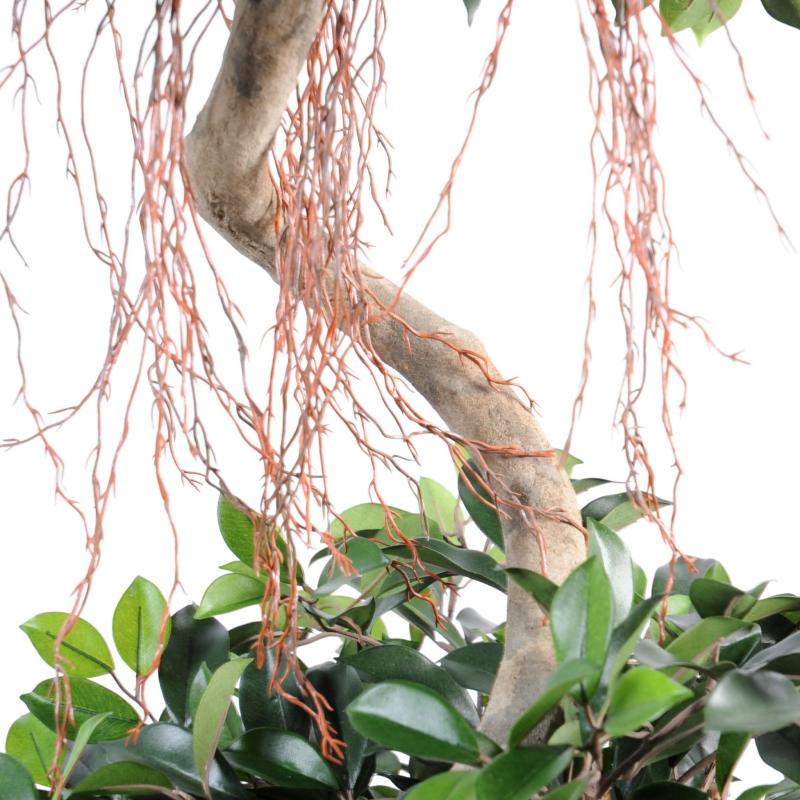 Ficus Artificiel Spirale 2 Boules