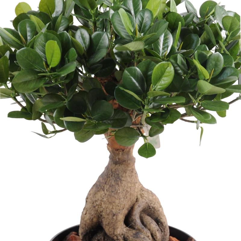Ficus Artificiel Panda Ginseng