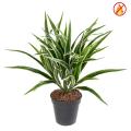 Chlorophytum Artificiel Buisson FR - Fire Resistant