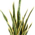 Sansevieria Artificiel
