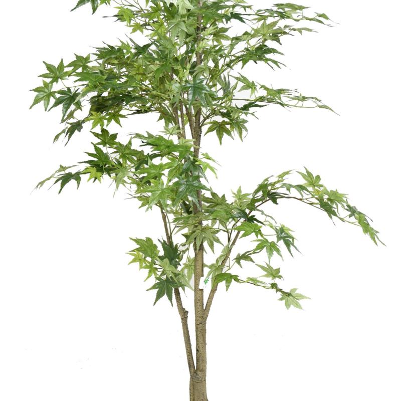 Aralia Artificiel