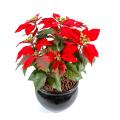 Poinsettia Artificiel 9 Fleurs Rouge