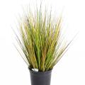 Onion Grass Artificiel GF