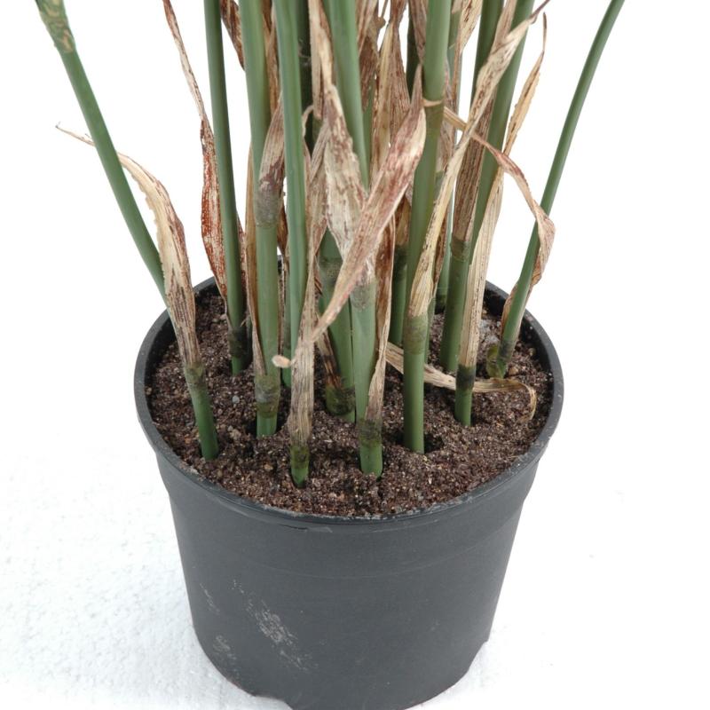 Papyrus Artificiel Cyperus
