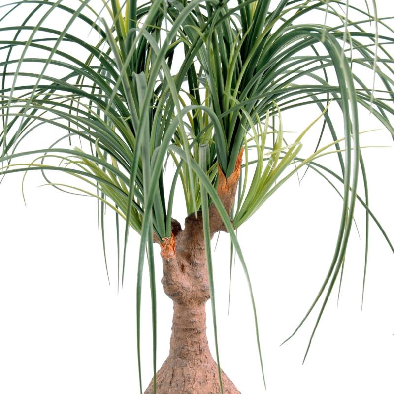 Beaucarnea Artificiel