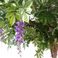 Glycine Artificielle Round