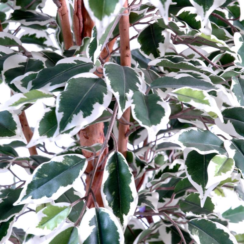Ficus Artificiel Lianes GF