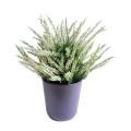 Bruyere Artificielle Large en Pot