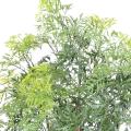 Aralia Artificiel Ming Nitida