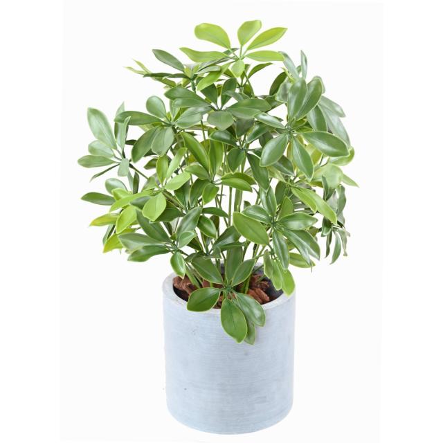 Schefflera Artificiel Pot PLAST 50 UV