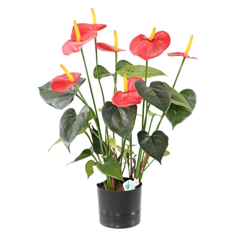 Anthurium Artificiel *7