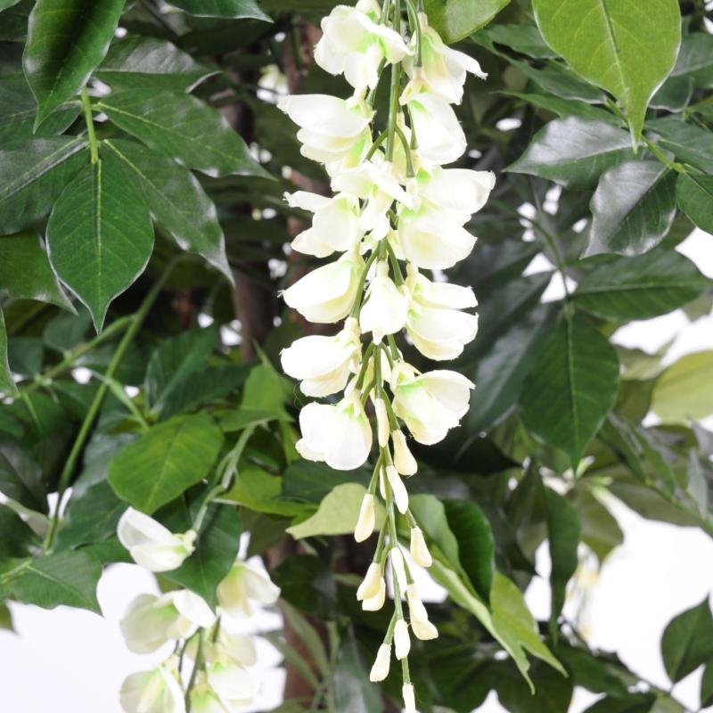 Glycine Artificielle Multi TREE