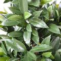 Laurier Nobilis Artificiel Cone Large UV