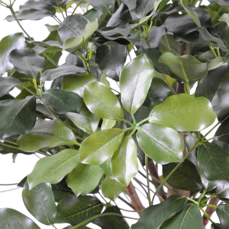 Schefflera Artificiel Exotica Buisson