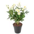 Marguerite Artificielle Anthemis *120*31