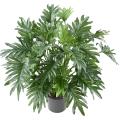 Philodendron Artificiel Selloum
