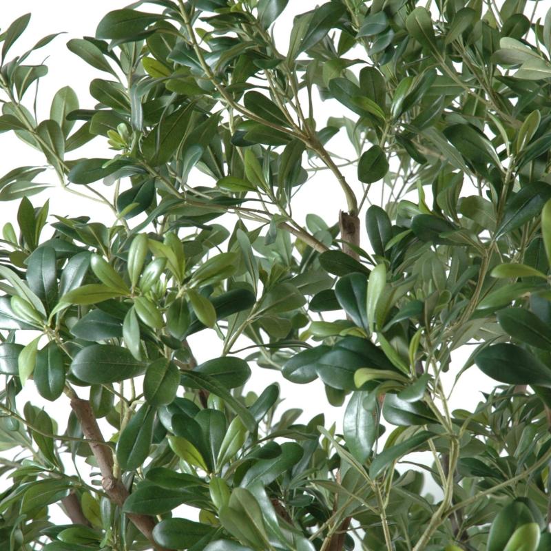 Pittosporum Artificiel Arbre
