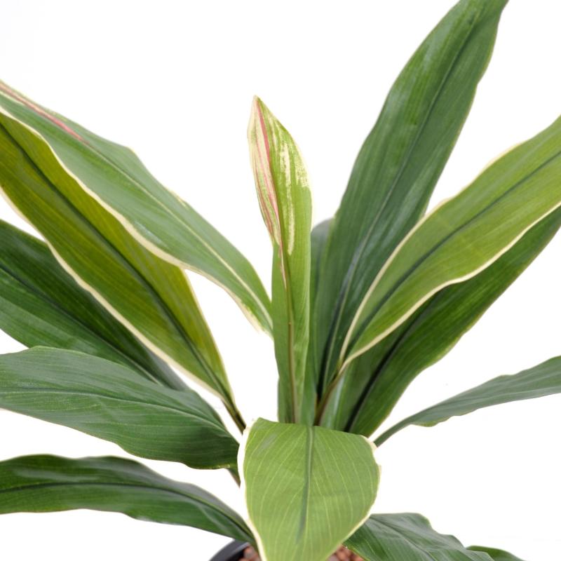 Dracaena Artificiel Cordyline