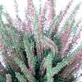 Bruyere Artificielle Large en Pot