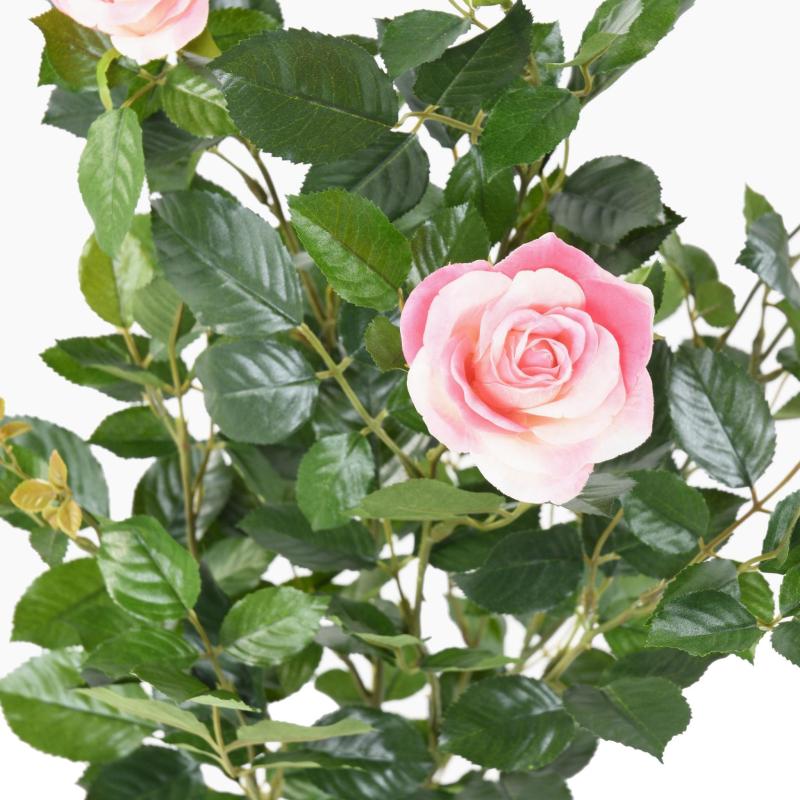 Rosier Artificiel Royal