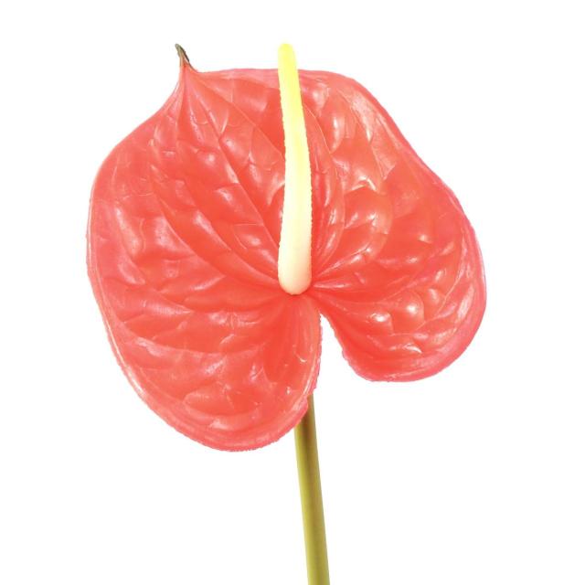 Anthurium Artificiel SPRAY 58