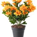 Chrysantheme Artificielle Mini